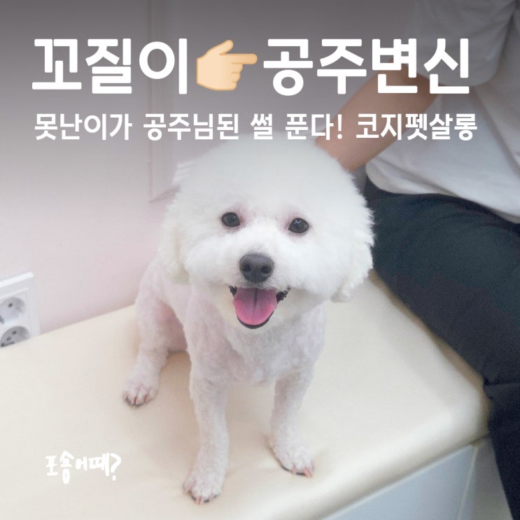  수원비숑미용 잘하는 곳, 코지펫살롱 가위컷 스트레스 없는 미용실!