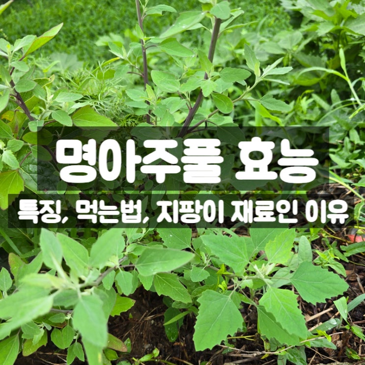  명아주풀 특징 효능 먹는법 – 지팡이 재료로 쓰였다고?