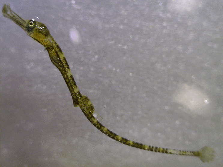  Halicampus punctatus  (early juvenile) ホシヨウジ  별실고기