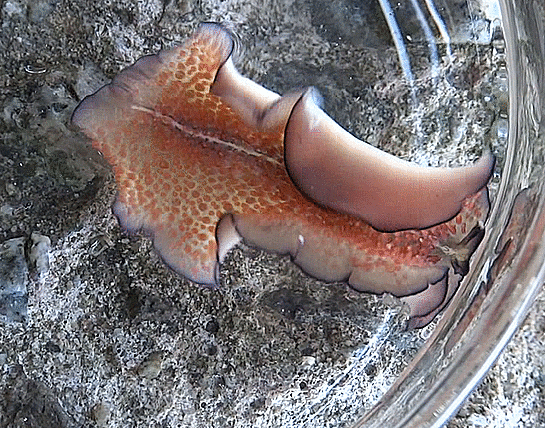  Thysanozoon brocchii (Risso, 1818)ミノヒラムシ브로치납작벌레