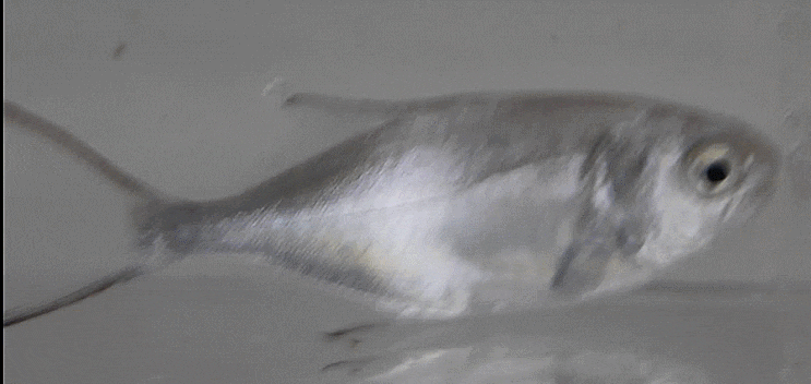  Trachinotus baillonii (juvenile) コバンアジ  빨판매가리