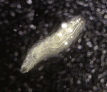  Drosophila sp. 초파리-류의 유충
