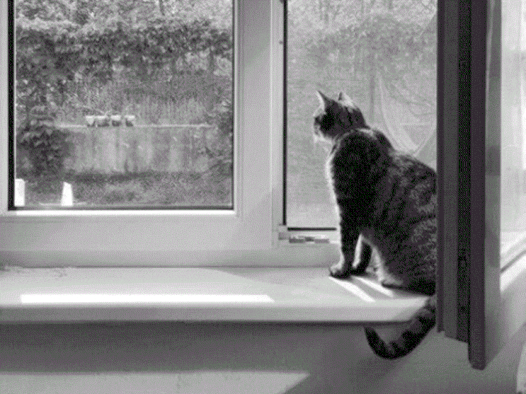  고양이 강아지 우울증 증상, 이러면 위험해요