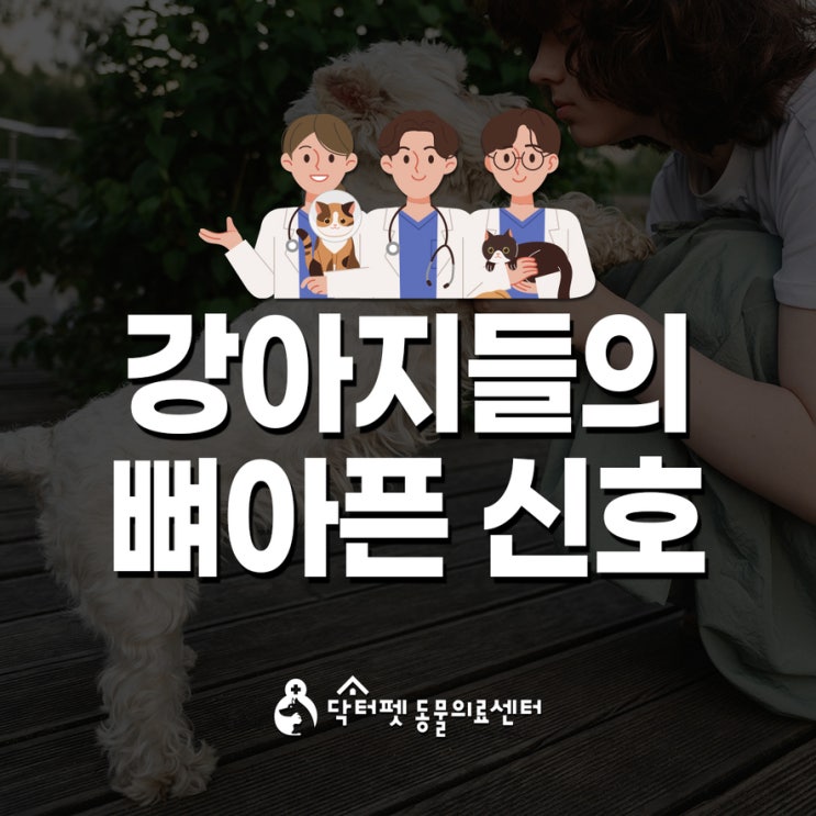  뼈아픈 진실 우리 강아지가 아프다는 신호 혹시 놓치고 있나요? 노령견 관절염