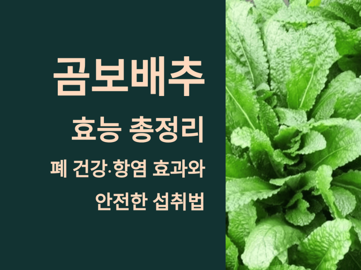  곰보배추 효능 총정리: 폐 건강·항염 효과와 안전한 섭취법