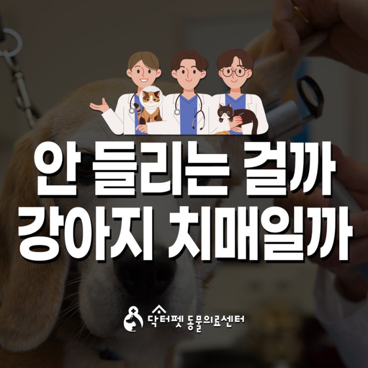  우리집 강아지 귀가 안 들리는 걸까 치매일까 부산 노령견 건강검진 동물병원