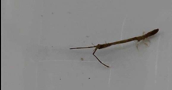 Arcturidae sp. 기린벌레과-의 1종