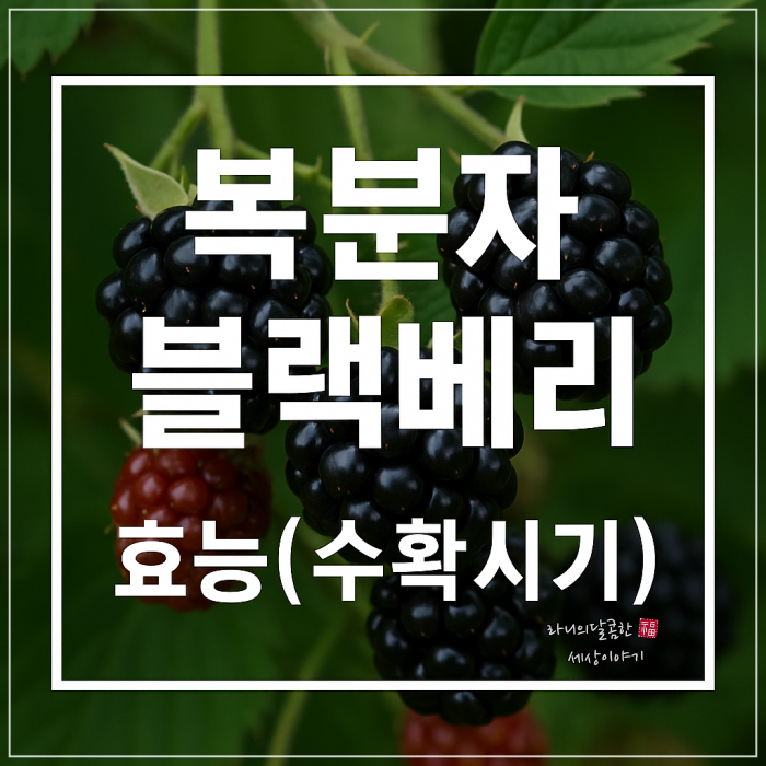 복분자 블랙베리 차이 수확시기 효능 총정리