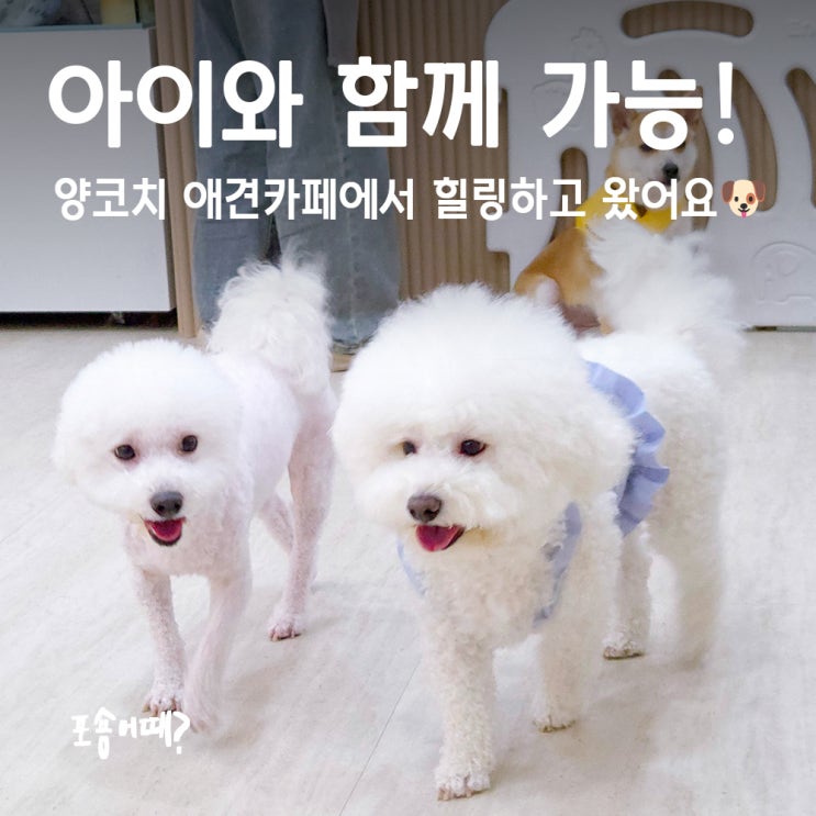  수원 인계동 실내애견카페, 아이랑 갈만한곳 양코치애견카페
