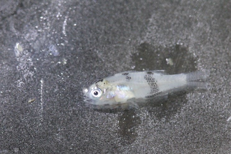  Acanthopagrus latus (early juvenile) キチヌ  새눈치