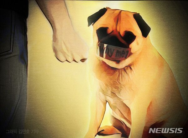  정읍서 둔기로 유기견 학대한 70대男 체포…농수로에 던지기도