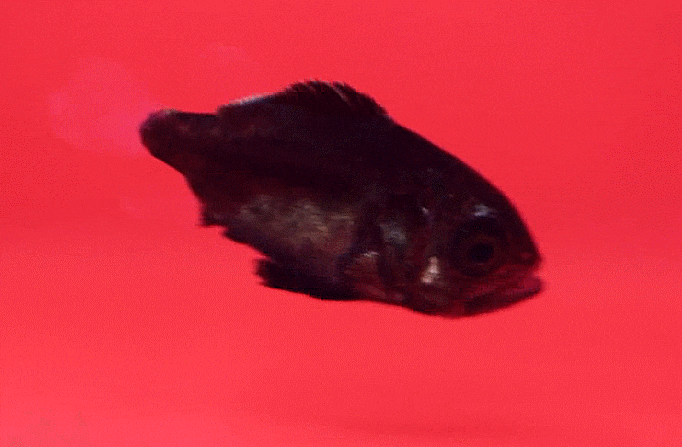  Stereolepis doederleini (early juveniles)  オオクチイシナギ 돗돔