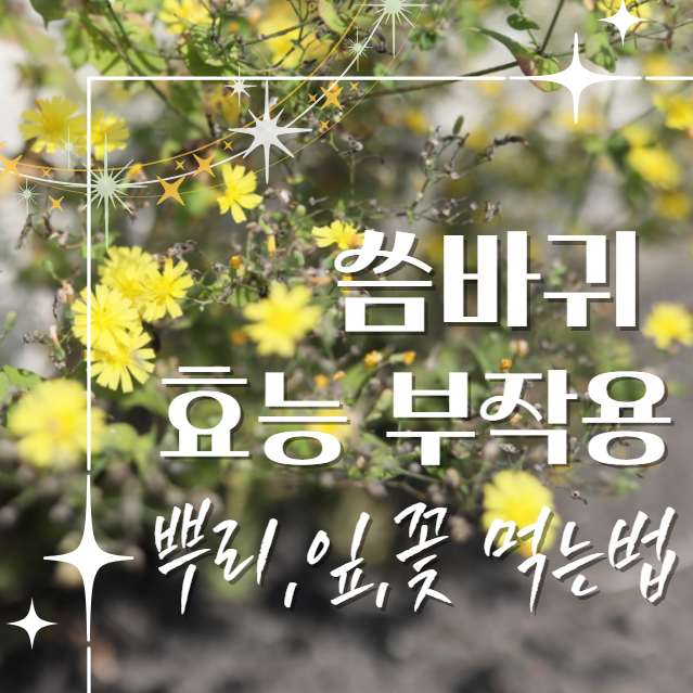  씀바귀 효능 부작용 먹는법 : 차 마시기