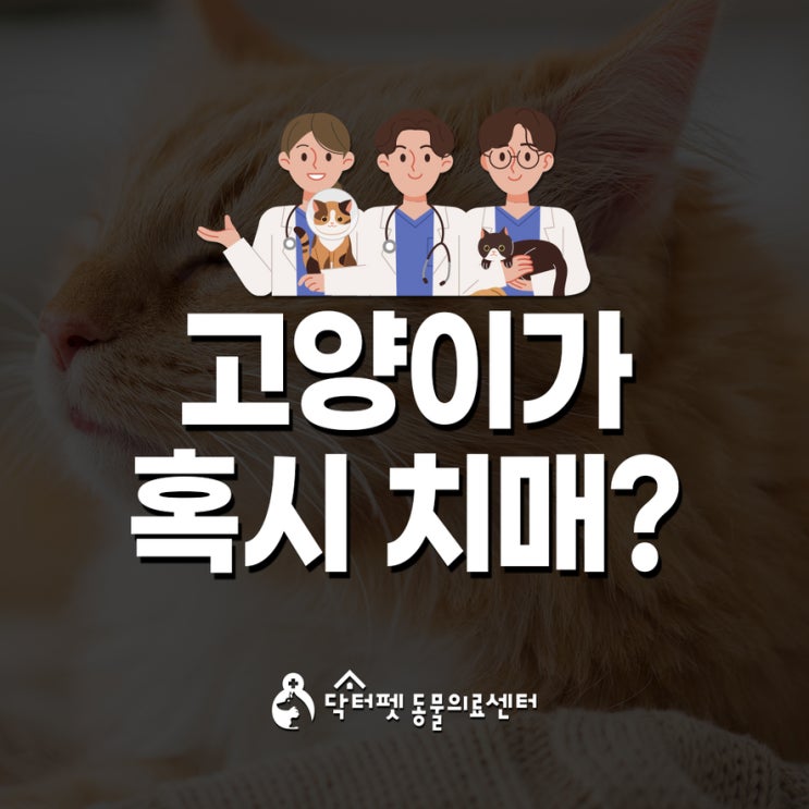  집사님 주목 우리 고양이 혹시 치매 신호를 보내고 있나요 부산 노묘 동물병원