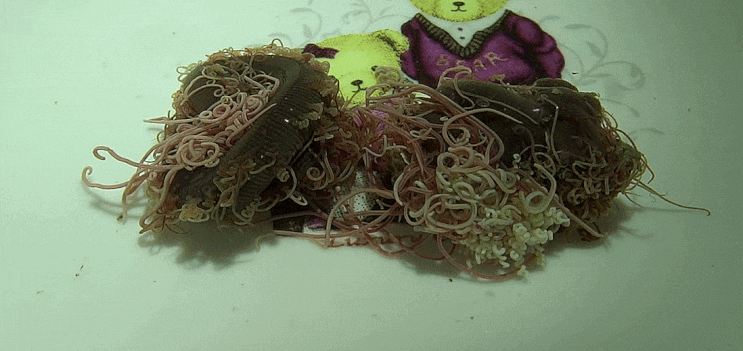  Cirratulidae sp. (Cirratulid worm) 실타래갯지렁이과 -의 1종