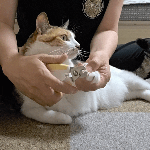  고양이 일상 : 서랍장을 탐내는 삼색이 섬섬이, 캣휠과 발톱깎기까지! 고양이 하루 루틴 공개