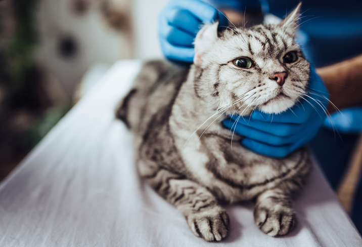  고양이 분양 후기 | 고양이 가정분양 전문 '루시캣'에서 내 가족을 만났어요!