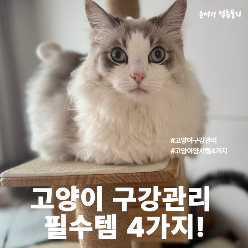 고양이 치약 양치가 힘들다면? 고양이 구강관리 필수템 4가지, 집사 솔직 추천