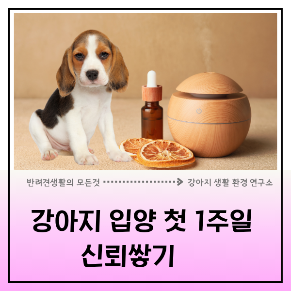  펫 아로마 테라피와 루틴으로  강아지 입양 후 첫 일주일, 신뢰 쌓는 첫걸음 시작하기