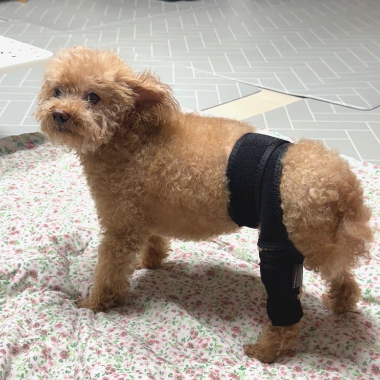 슬개골 걱정 끝 | 오스린 강아지슬개골보호대추천