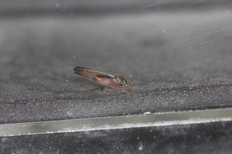  Gymnapogon japonicus クダリボウズギス 민동갈돔