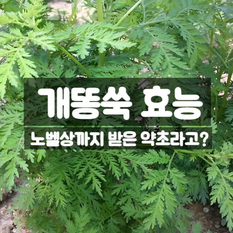  개똥쑥 효능 부작용 먹는법 – 노벨상이 증명한 약초