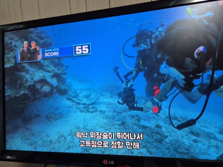  All the sharks 올더 샤크 스쿠버다이빙 상어찾기 프로그램