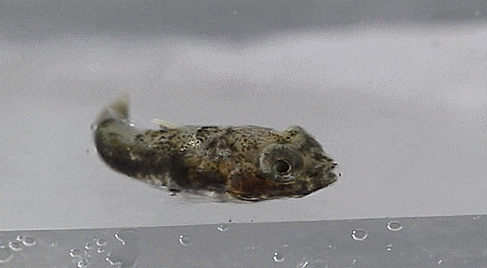  Callionymidae sp. (early juvenile dragonet) 돛양태과 자치어(단기 사육 2개체)