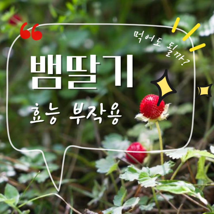  뱀딸기 효능, 먹어도 될까? 산딸기 차이