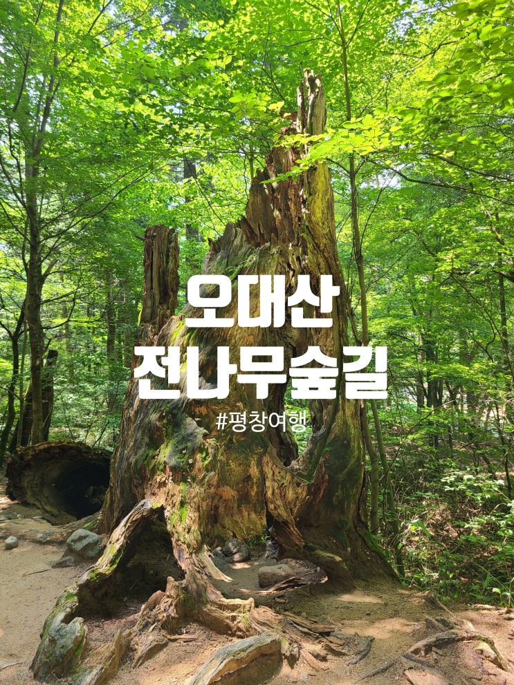  평창 오대산 월정사 전나무숲길 & 팔각구층석탑, 완벽한 힐링 여행 코스