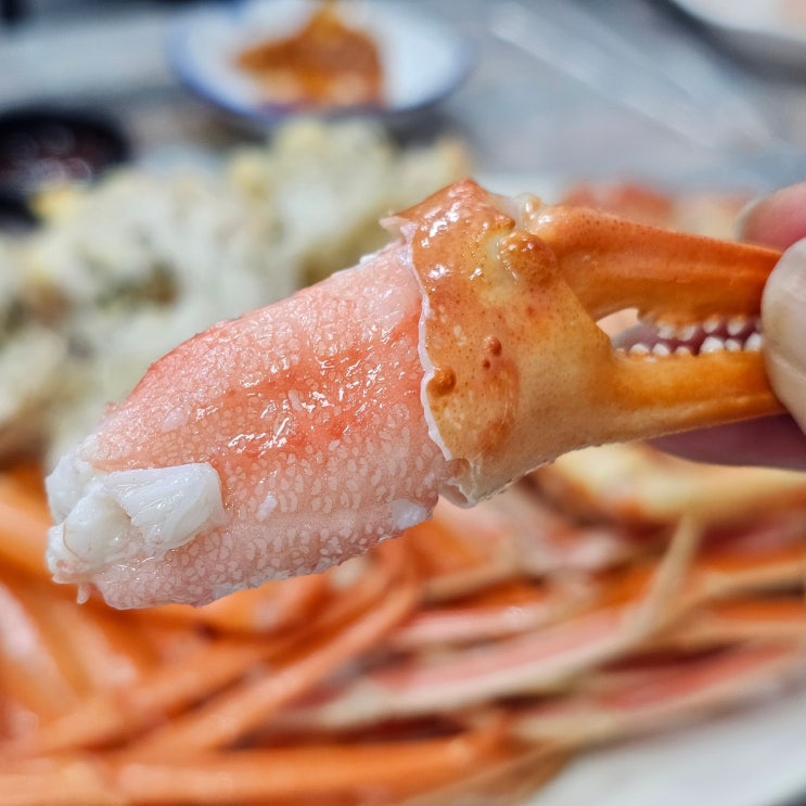  포항 구룡포 맛집 '울산회대게식당' 대게 시세 가격, 내돈내산 후기