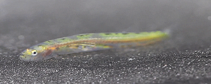  Luciogobius sp. ( Early Juvenile),, 미끈망둑류의 1종(단기사육 2022)