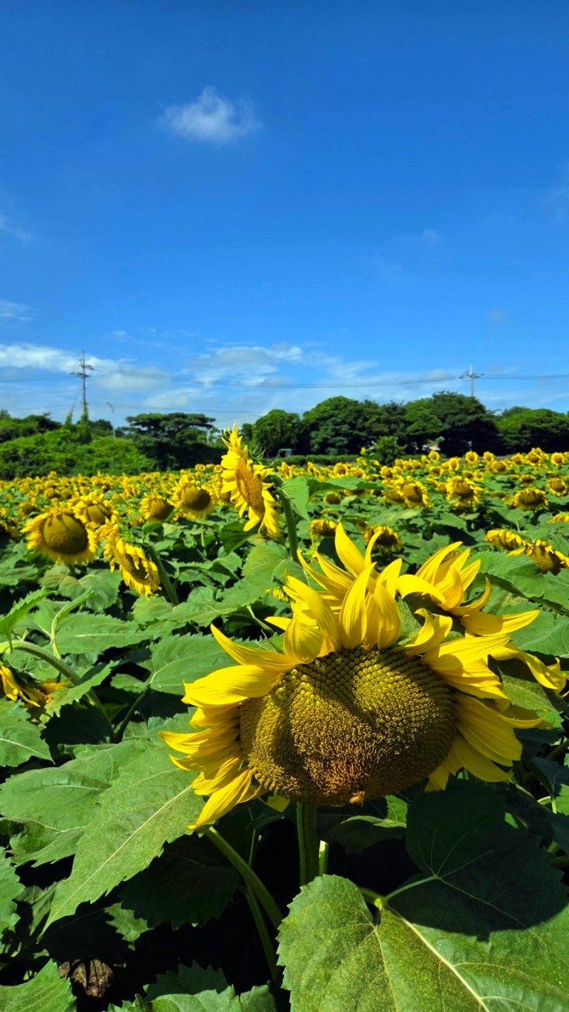 제주 김경숙해바라기농장 입장료 개방시간 주차
