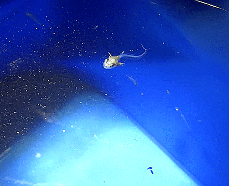  Macrouridae sp. (Larval stage; april, 2018  )민태과-의 1종