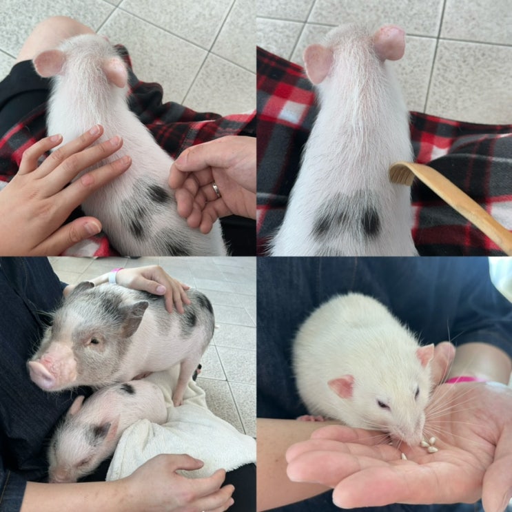  부산 이색 데이트& 실내 동물원, 무료로 먹이 체험 가능한 세븐테마 카페 (오션뷰 카페, 광안리 무료 주차정보)