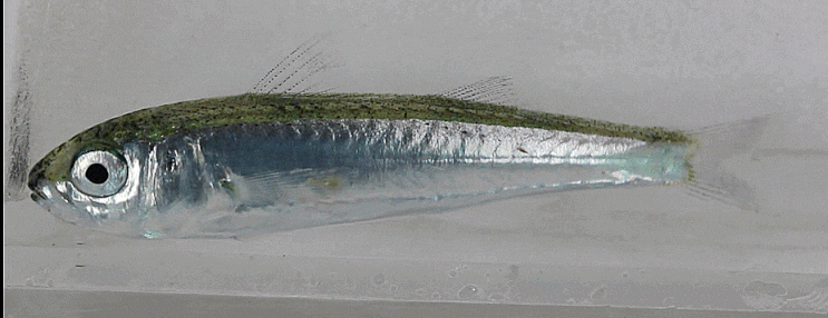  Upeneus japonicus (early juvenile: rearing) ヒメジ  노랑촉수 (단기 사육)