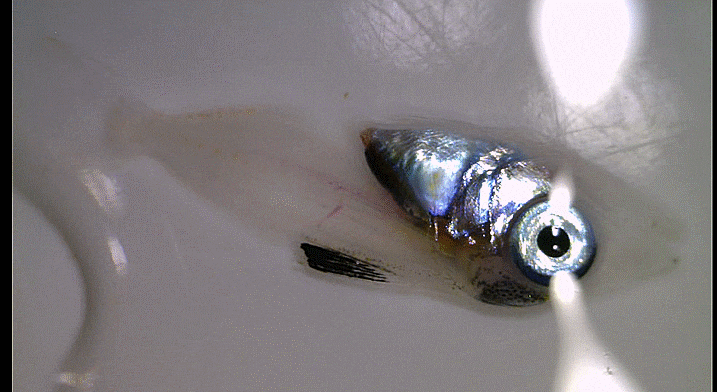  Thunnus sp. (Larval-Early juvenile tuna)참치-류 자치어 2개체
