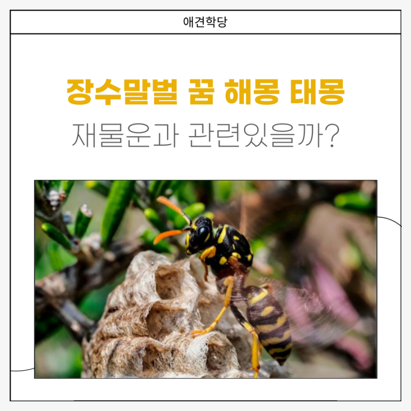 장수말벌 꿈 해몽! 쏘이는 꿈 재물운 들어올까?