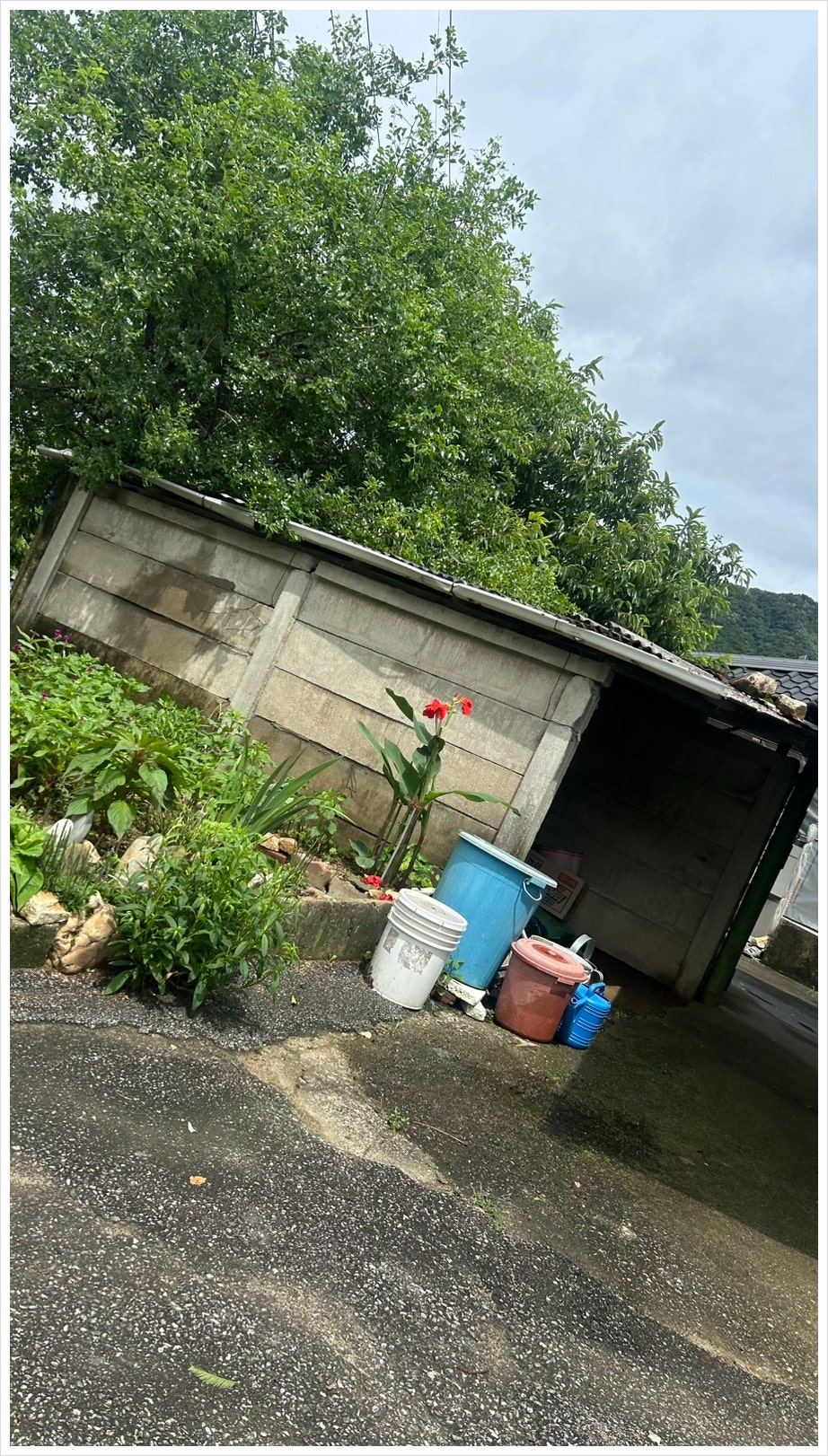 매지리엄나무집 사진 2