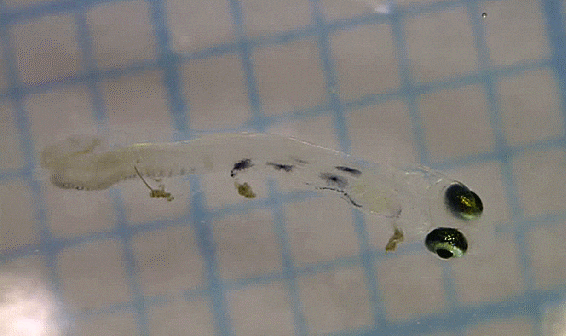  (possibly) Ernogrammus hexagrammus : Larval stage)세줄베도라치 자어 후보