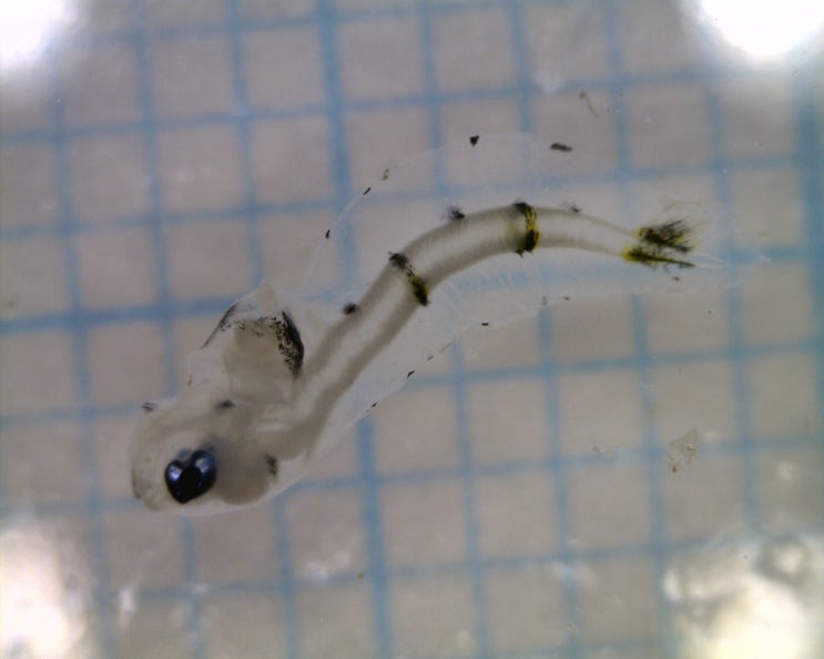  Glyptocephalus sp(p). (Larval stage) 갈가자미/기름가자미 자치어 모음