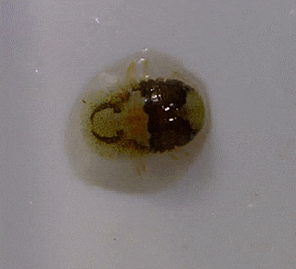  Isopoda spp. (early juveniles) 부유성 소형 이소포드-류(등각류) 촬영 모음(2023)