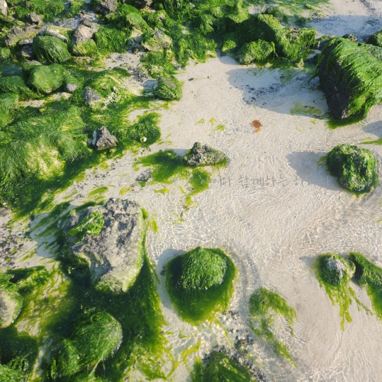  제주 함덕해수욕장 아기랑 소라게 물고기 새우 잡으며 모래놀이