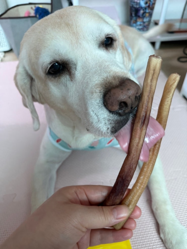  강아지수제간식 유니노스 강아지간식 노견간식