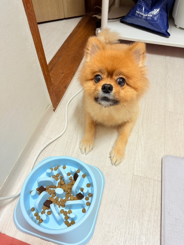  강아지눈보조제 추천! 닥터카엘벨라틴 강아지눈물자국 완벽 해결 후기