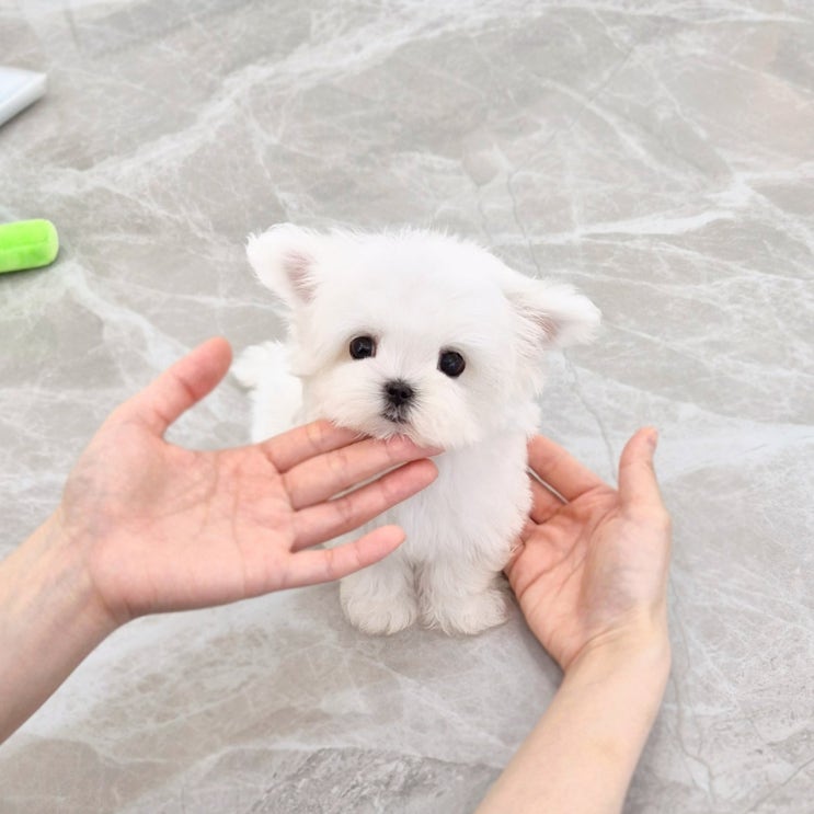  천안애견분양 어디가 좋을까? 분양 사기 걱정 없이 우리집퍼피 방문기