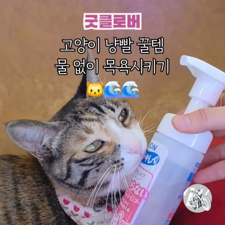  고양이 물 없이 목욕시키기 핫템 냥빨 필수품