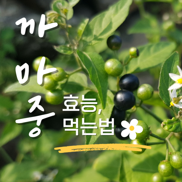  까마중 효능 먹는법? 잎 뿌리 꽃