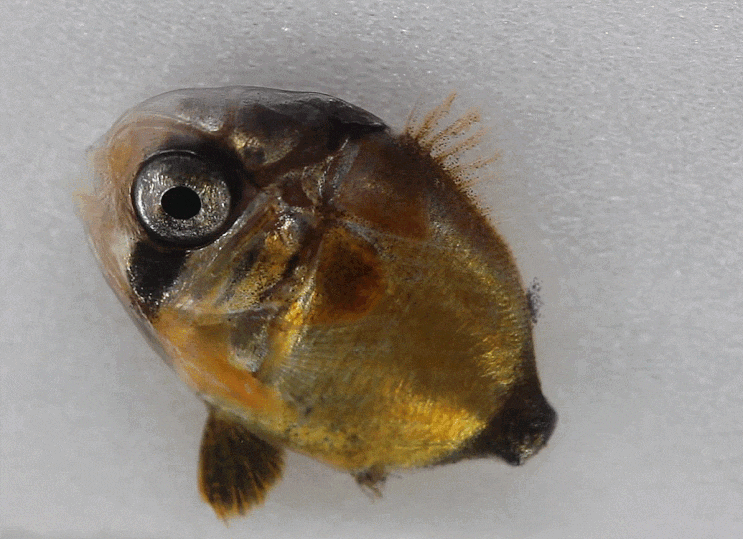  Chaetodon wiebeli (late-Tholichthys stage; butterflyfish) 꼬리줄나비고기