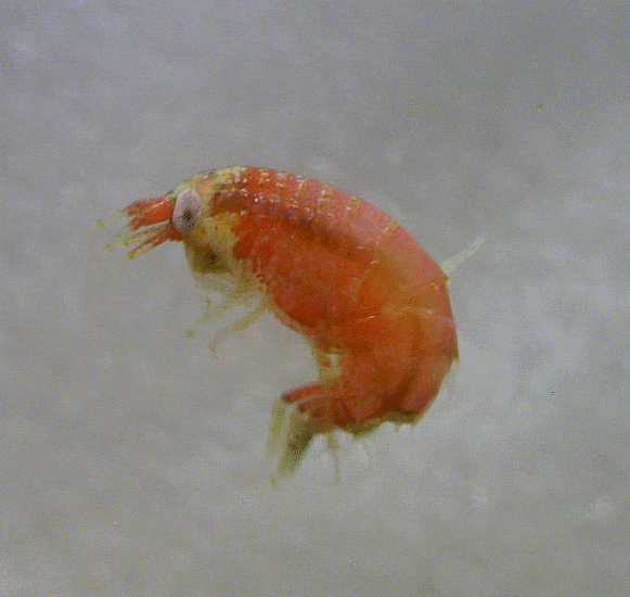  Amphipoda spp. (early juveniles) 소형 옆새우-류 촬영 모음(2023)